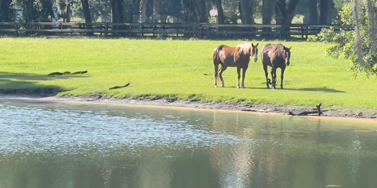 Inversión en Lotes en Ocala: Oportunidades Únicas